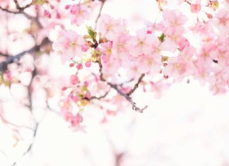 welcome spring